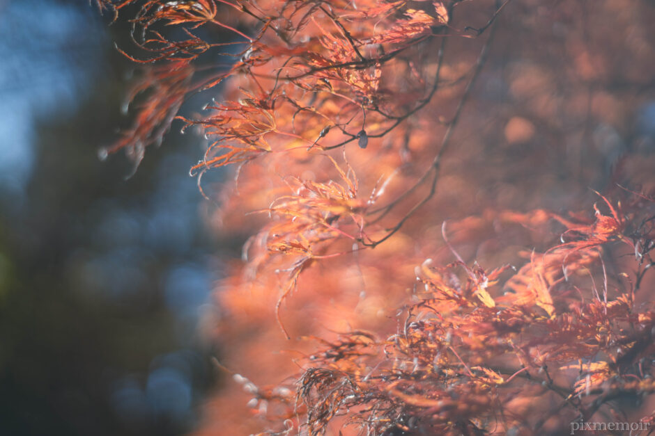 紅葉の紅葉の写真